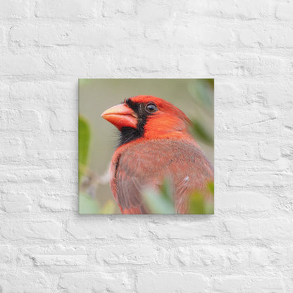 Northern Cardinal Wildlife Photography Print by LOMWILD - LOMWILD