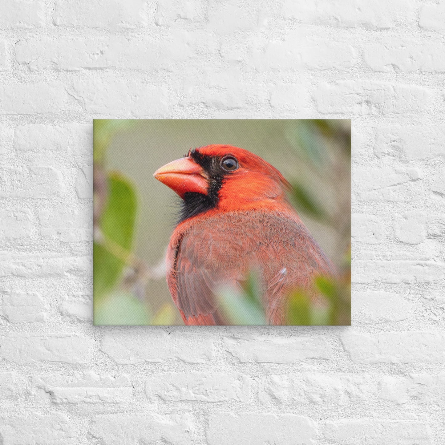 Northern Cardinal Wildlife Photography Print by LOMWILD - LOMWILD