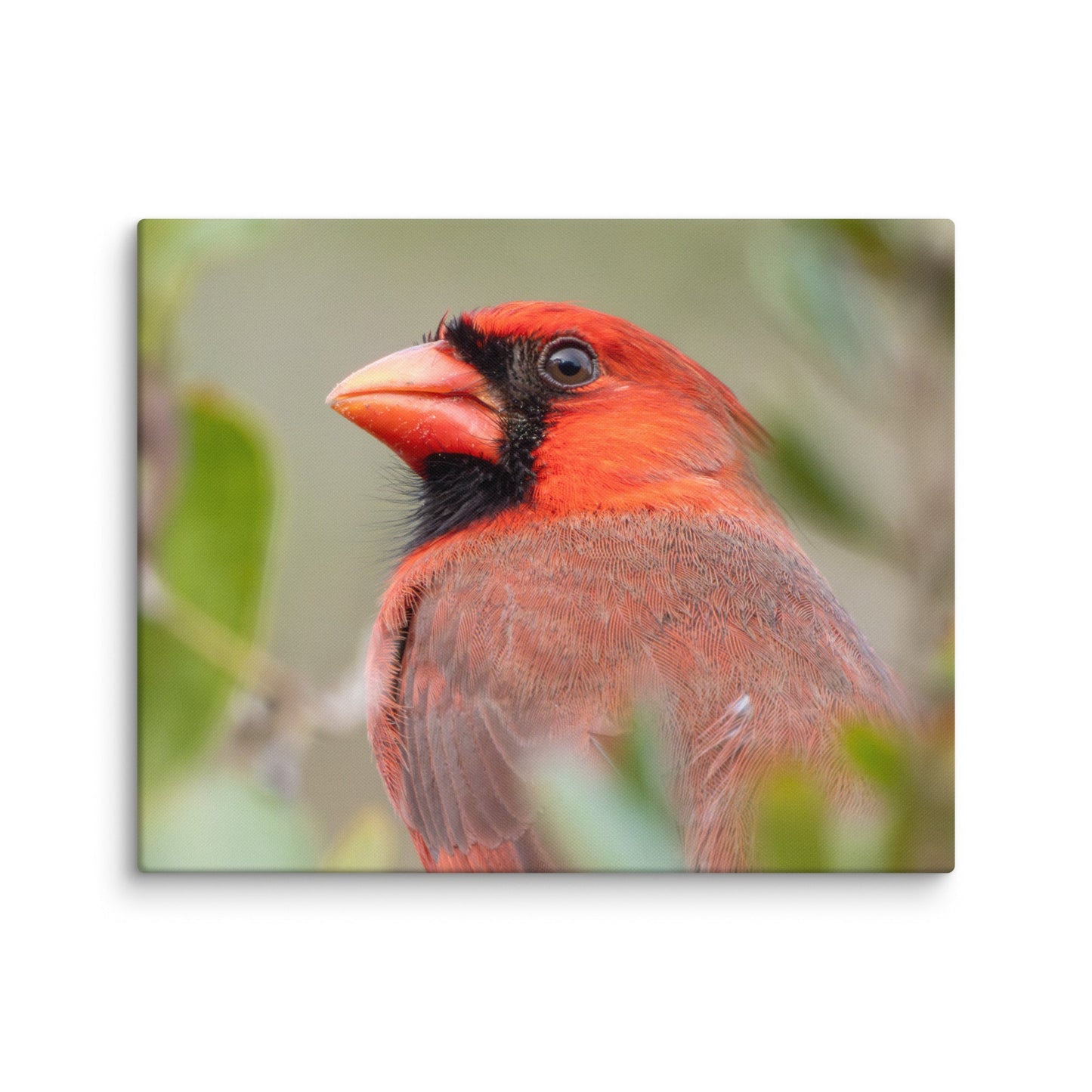 Northern Cardinal Wildlife Photography Print by LOMWILD - LOMWILD