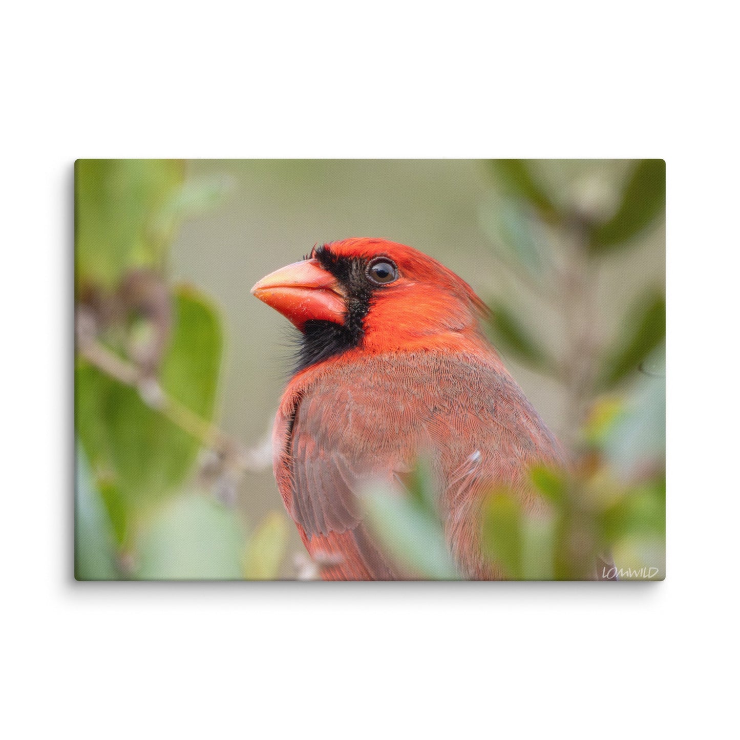 Northern Cardinal Wildlife Photography Print by LOMWILD - LOMWILD