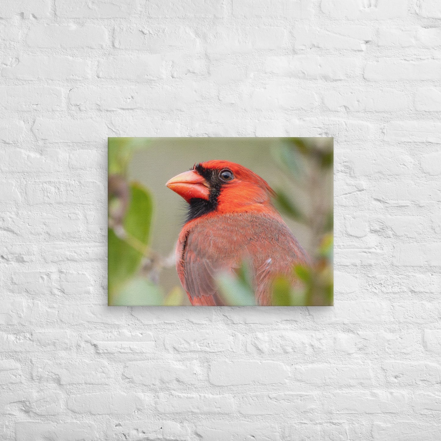 Northern Cardinal Wildlife Photography Print by LOMWILD - LOMWILD