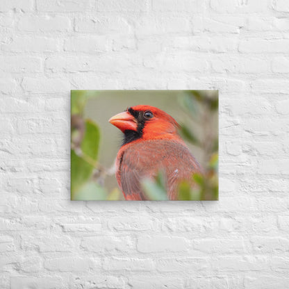 Northern Cardinal Wildlife Photography Print by LOMWILD - LOMWILD