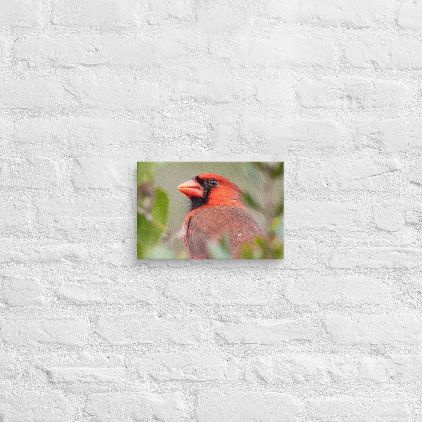 Northern Cardinal Wildlife Photography Print by LOMWILD - LOMWILD