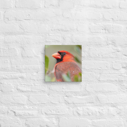 Northern Cardinal Wildlife Photography Print by LOMWILD - LOMWILD