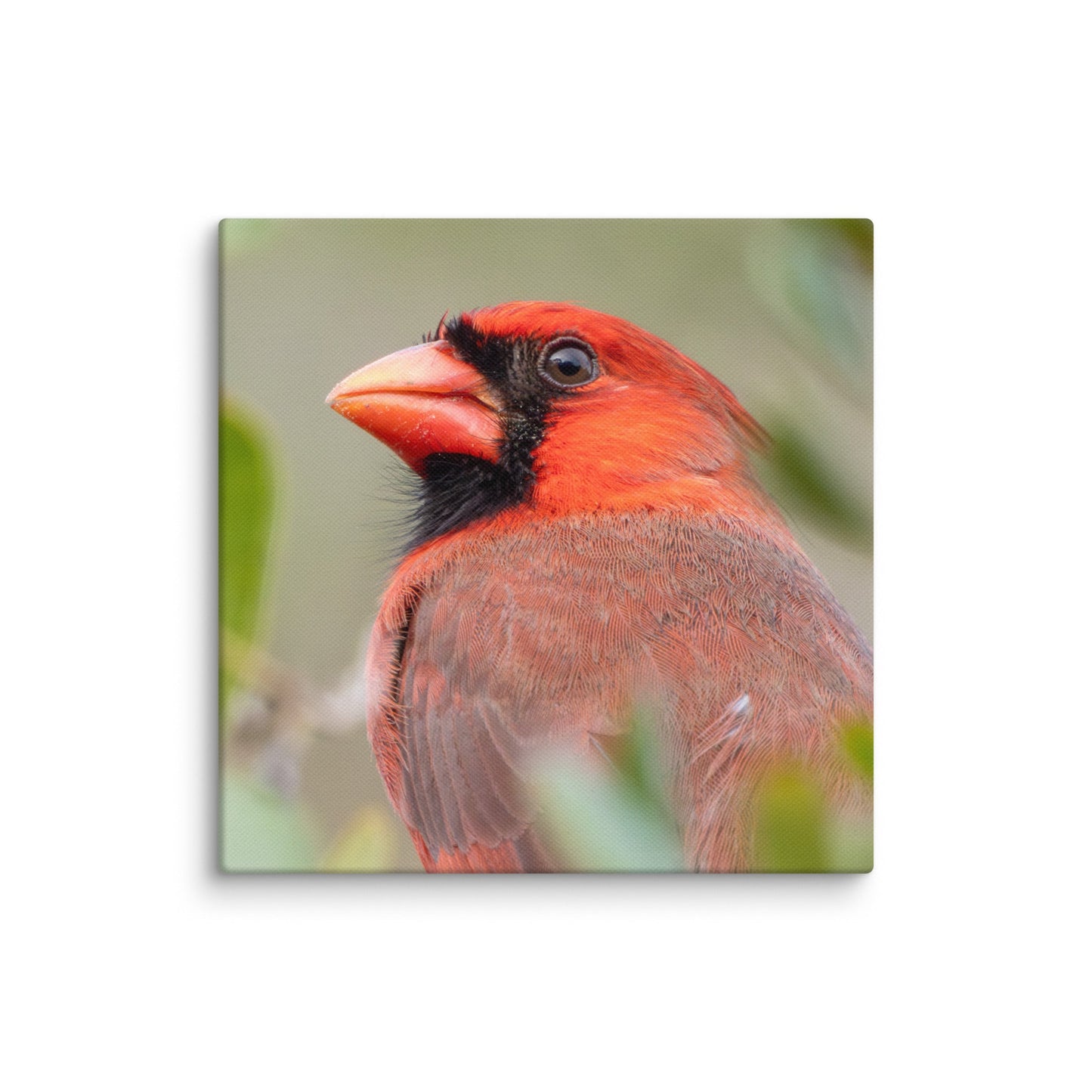 Northern Cardinal Wildlife Photography Print by LOMWILD - LOMWILD