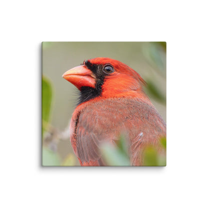 Northern Cardinal Wildlife Photography Print by LOMWILD - LOMWILD