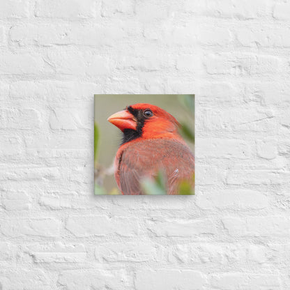 Northern Cardinal Wildlife Photography Print by LOMWILD - LOMWILD