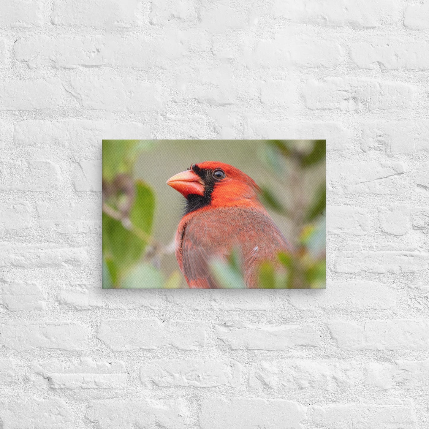 Northern Cardinal Wildlife Photography Print by LOMWILD - LOMWILD