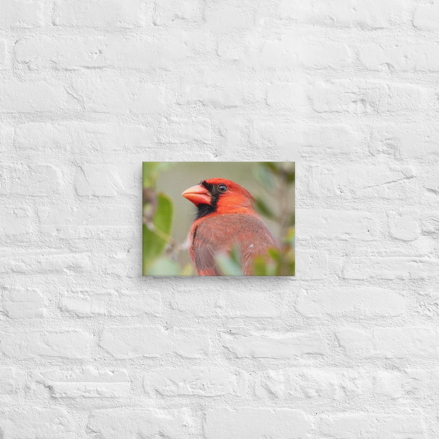 Northern Cardinal Wildlife Photography Print by LOMWILD - LOMWILD