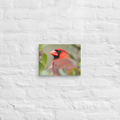 Northern Cardinal Wildlife Photography Print by LOMWILD - LOMWILD
