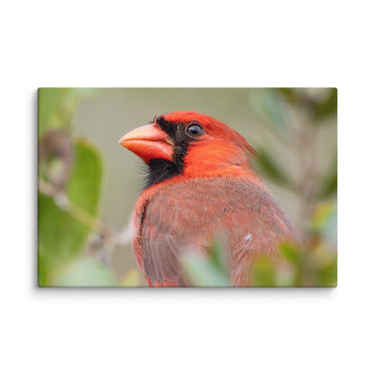 Northern Cardinal Wildlife Photography Print by LOMWILD - LOMWILD