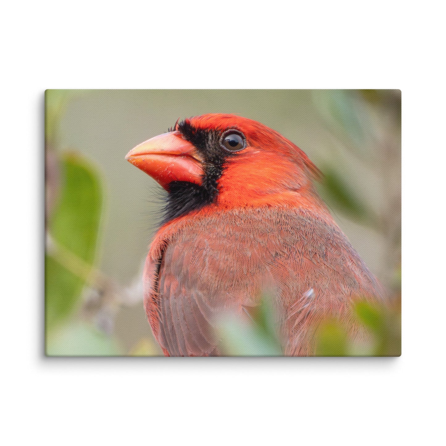 Northern Cardinal Wildlife Photography Print by LOMWILD - LOMWILD