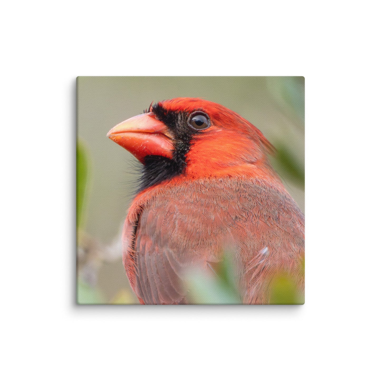 Northern Cardinal Wildlife Photography Print by LOMWILD - LOMWILD