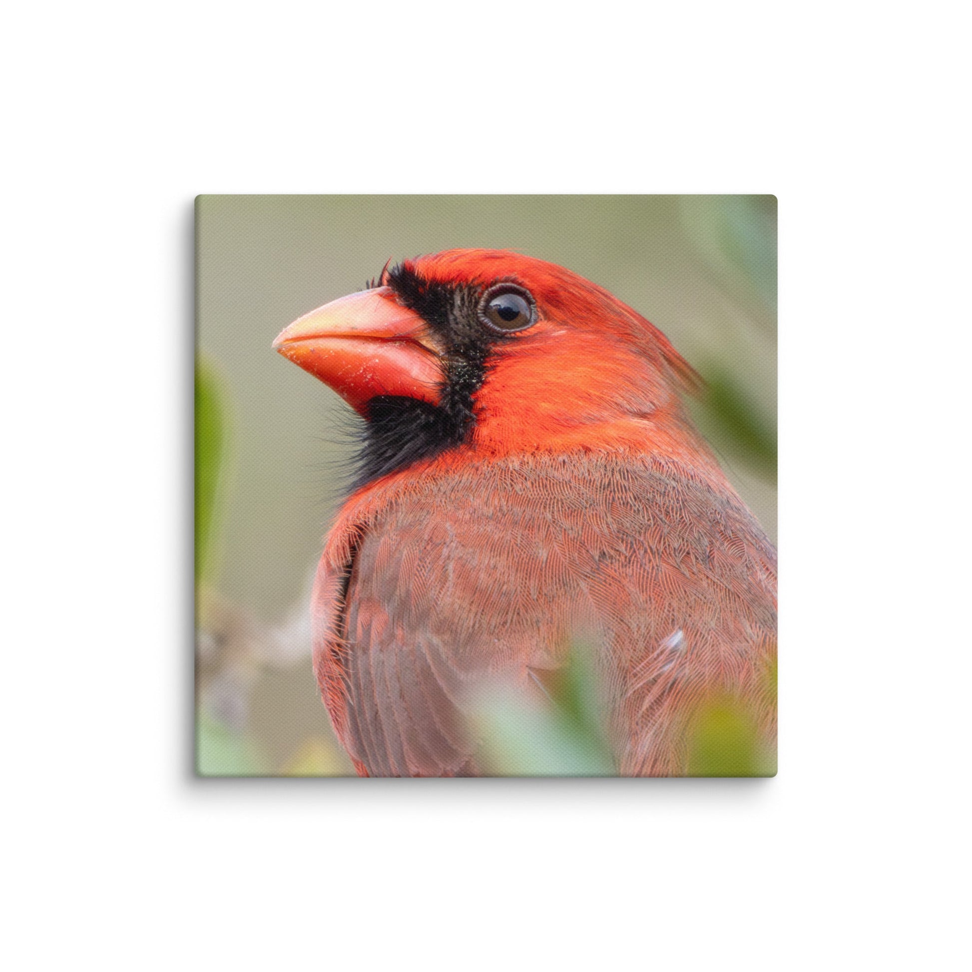 Northern Cardinal Wildlife Photography Print by LOMWILD - LOMWILD