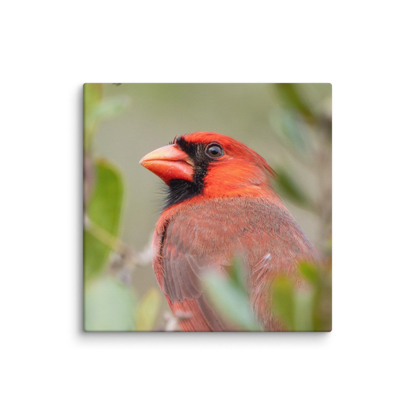 Northern Cardinal Wildlife Photography Print by LOMWILD - LOMWILD