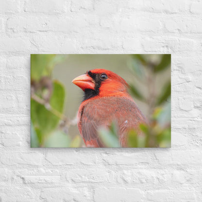 Northern Cardinal Wildlife Photography Print by LOMWILD - LOMWILD