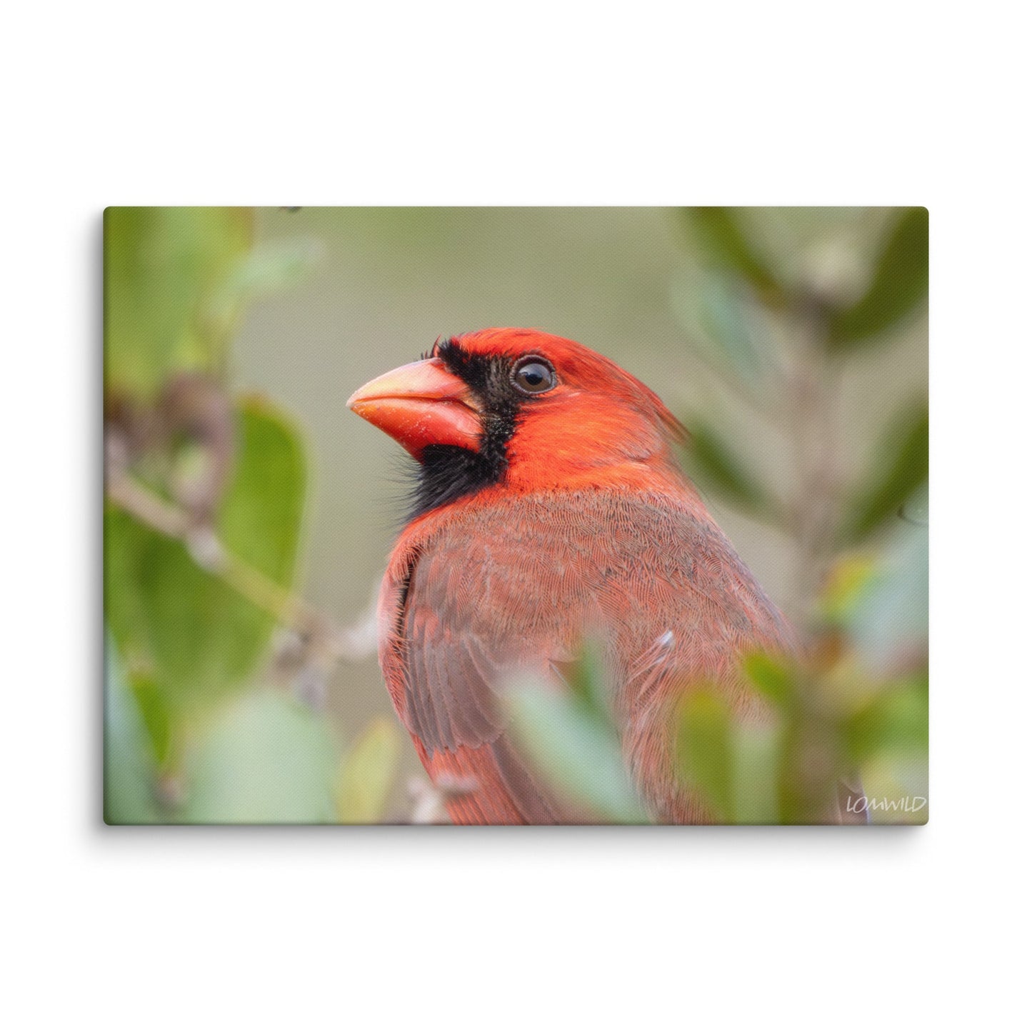 Northern Cardinal Wildlife Photography Print by LOMWILD - LOMWILD