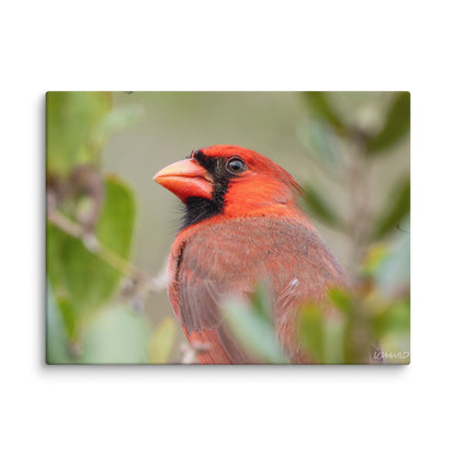 Northern Cardinal Wildlife Photography Print by LOMWILD - LOMWILD