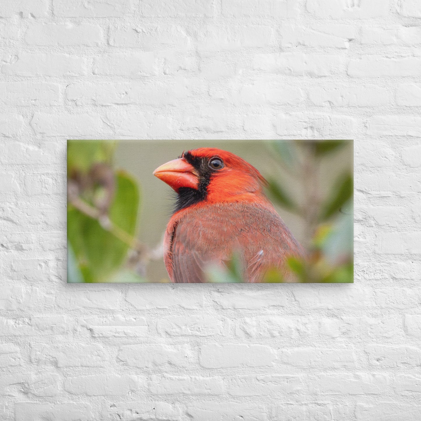 Northern Cardinal Wildlife Photography Print by LOMWILD - LOMWILD