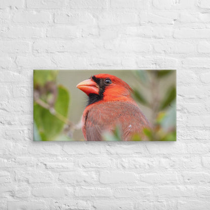 Northern Cardinal Wildlife Photography Print by LOMWILD - LOMWILD