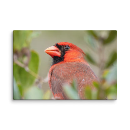 Northern Cardinal Wildlife Photography Print by LOMWILD - LOMWILD