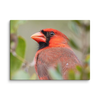 Northern Cardinal Wildlife Photography Print by LOMWILD - LOMWILD