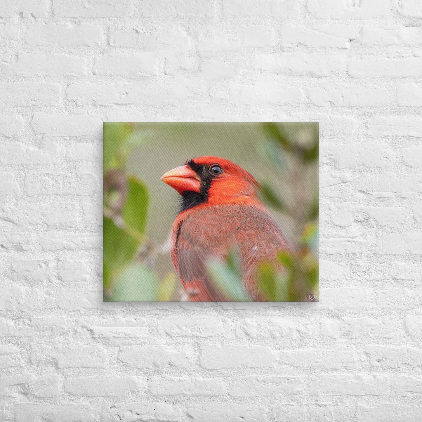 Northern Cardinal Wildlife Photography Print by LOMWILD - LOMWILD