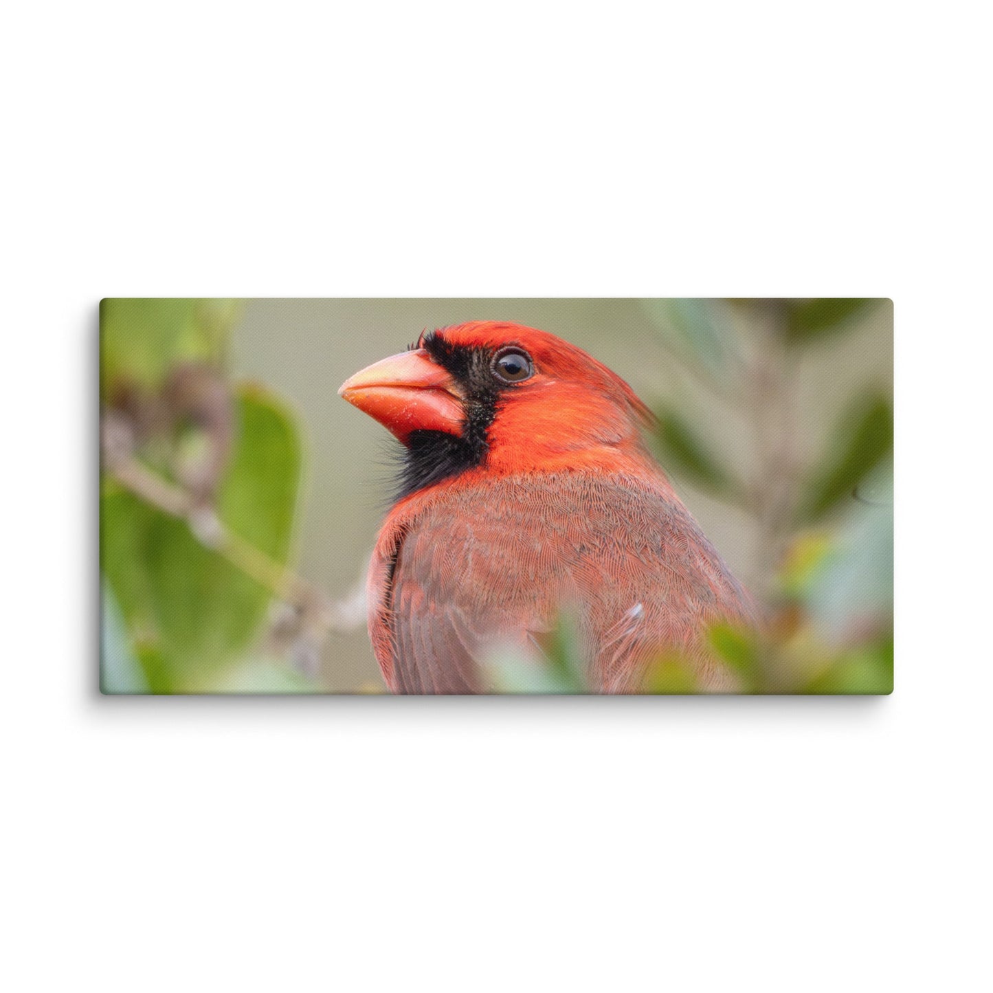 Northern Cardinal Wildlife Photography Print by LOMWILD - LOMWILD