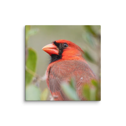 Northern Cardinal Wildlife Photography Print by LOMWILD - LOMWILD