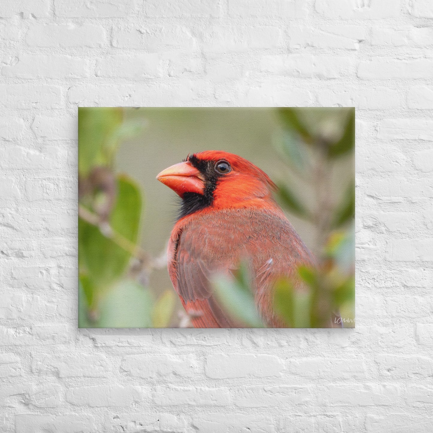Northern Cardinal Wildlife Photography Print by LOMWILD - LOMWILD