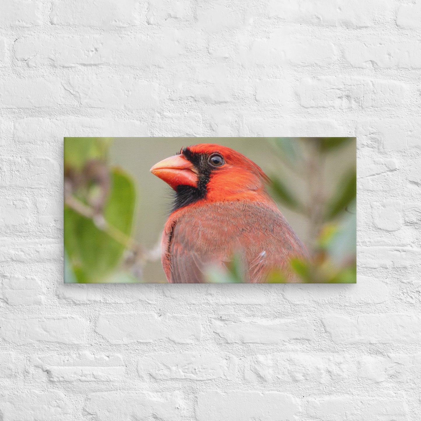 Northern Cardinal Wildlife Photography Print by LOMWILD - LOMWILD