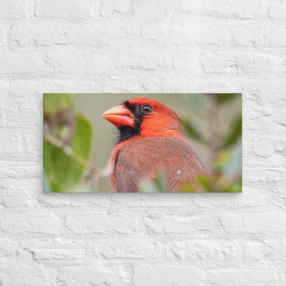 Northern Cardinal Wildlife Photography Print by LOMWILD - LOMWILD