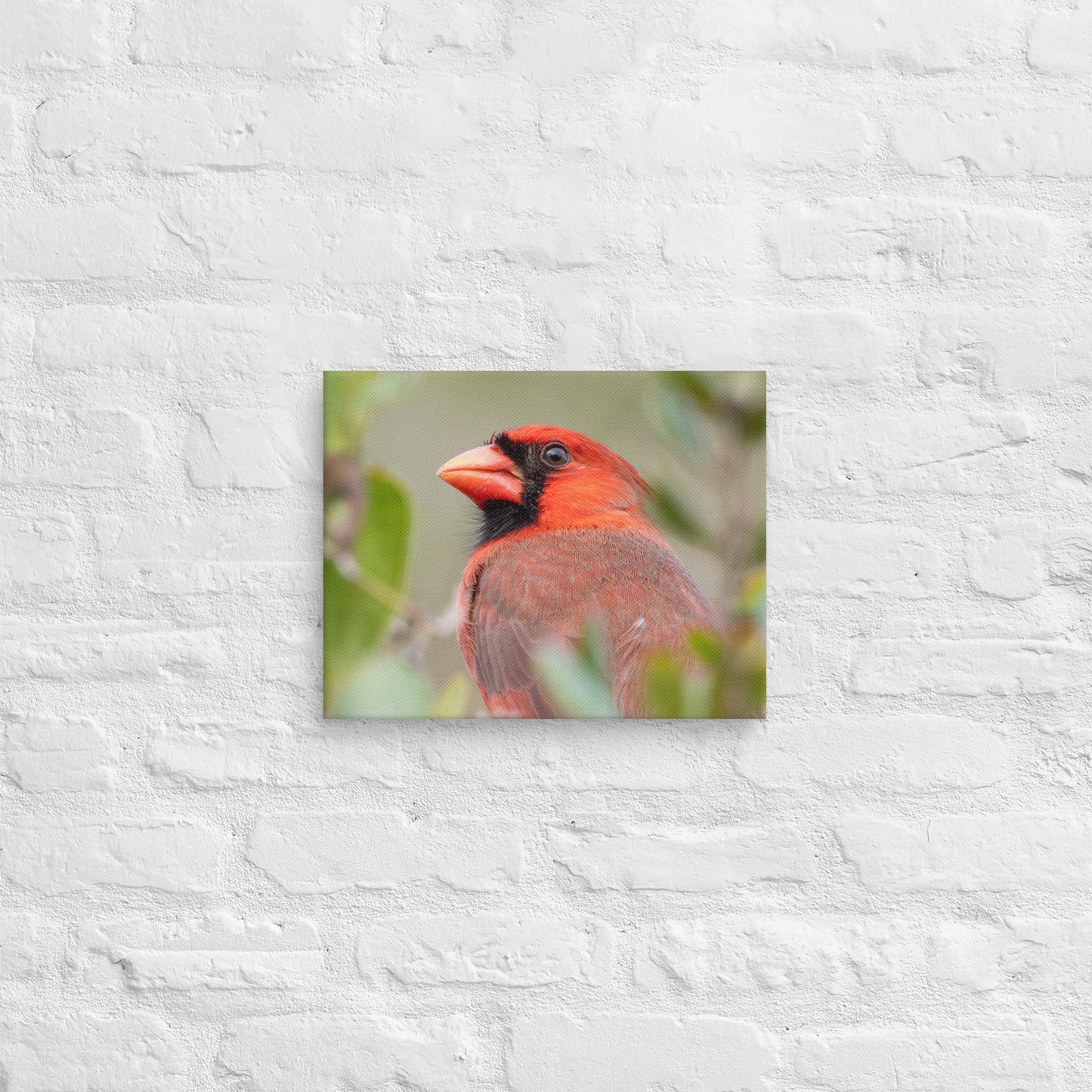 Northern Cardinal Wildlife Photography Print by LOMWILD - LOMWILD
