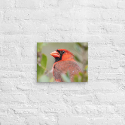 Northern Cardinal Wildlife Photography Print by LOMWILD - LOMWILD