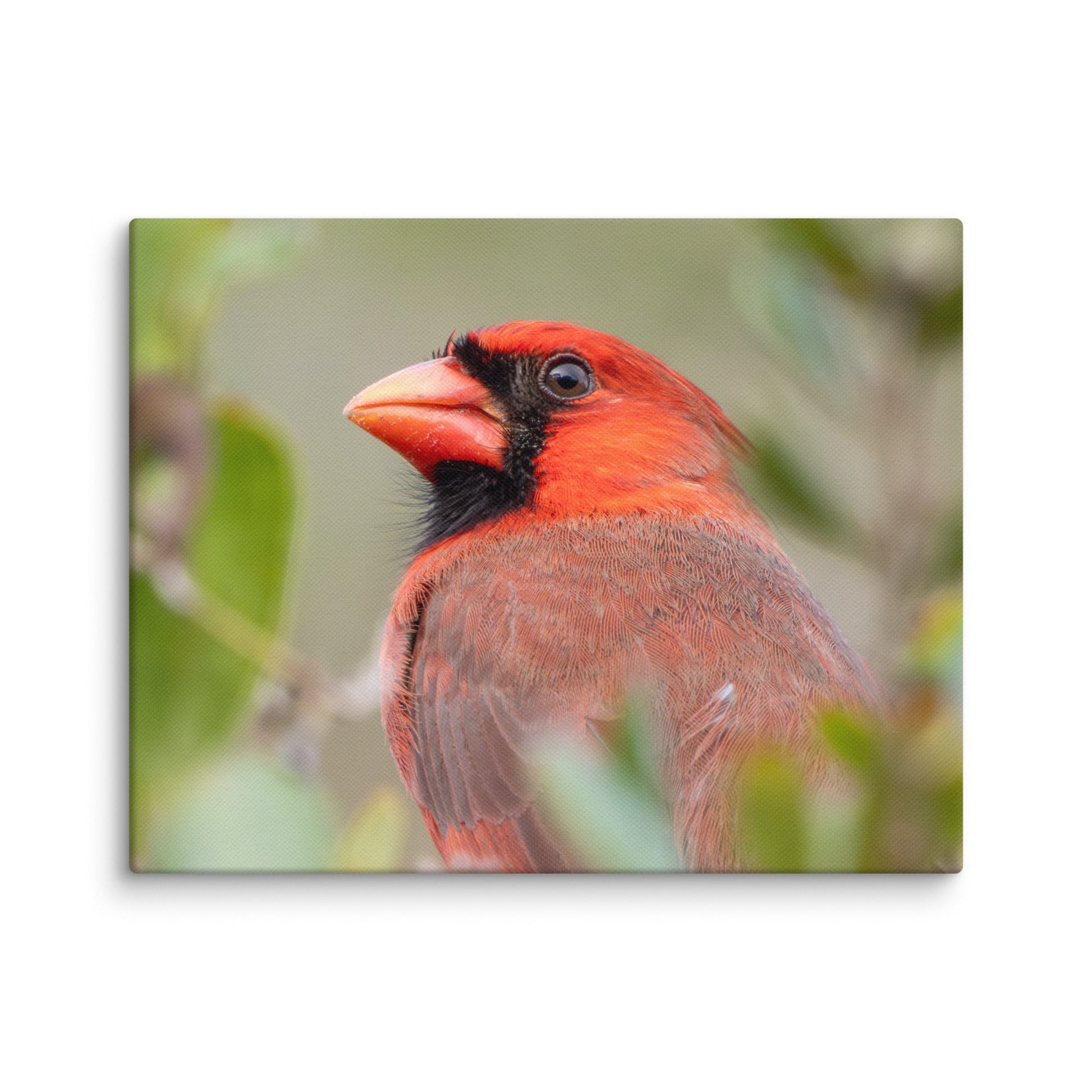 Northern Cardinal Wildlife Photography Print by LOMWILD - LOMWILD