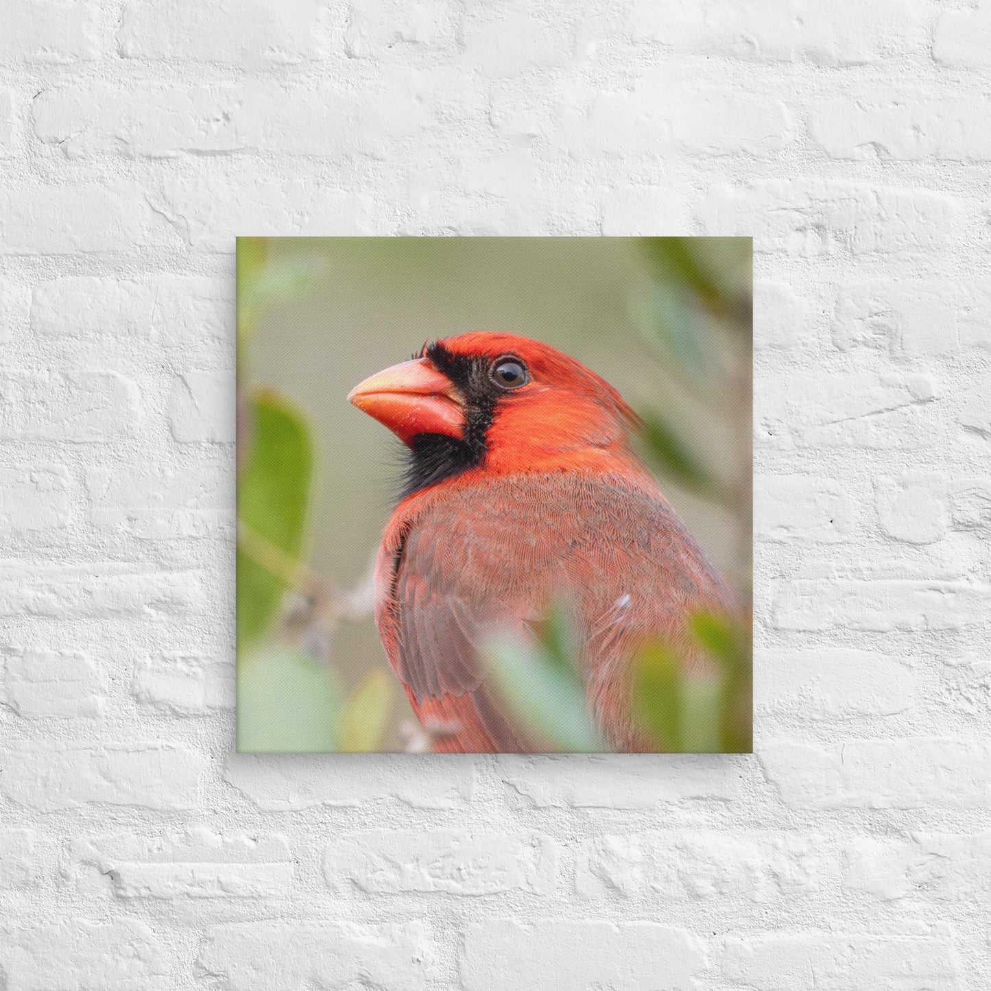 Northern Cardinal Wildlife Photography Print by LOMWILD - LOMWILD