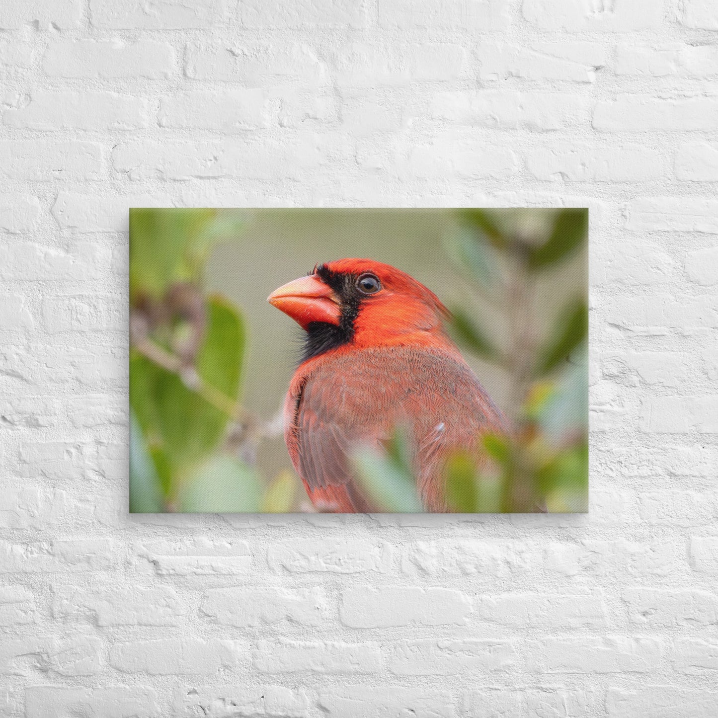 Northern Cardinal Wildlife Photography Print by LOMWILD - LOMWILD