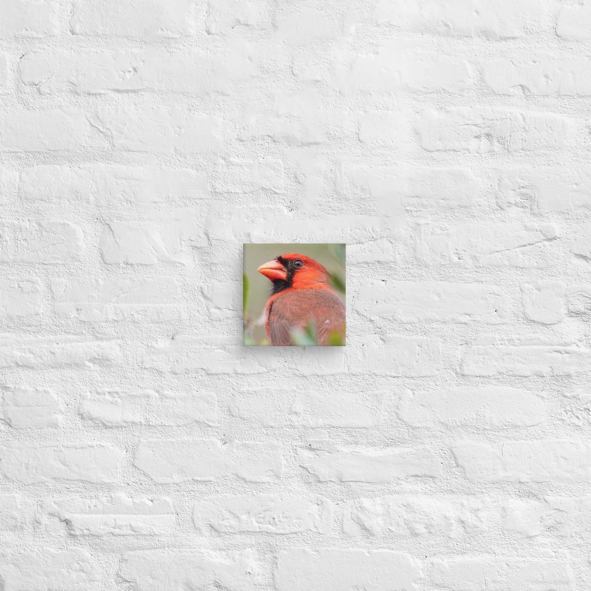 Northern Cardinal Wildlife Photography Print by LOMWILD - LOMWILD