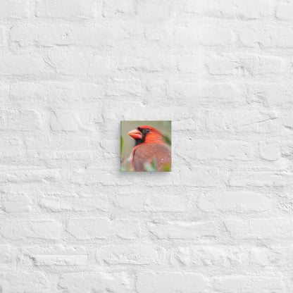 Northern Cardinal Wildlife Photography Print by LOMWILD - LOMWILD