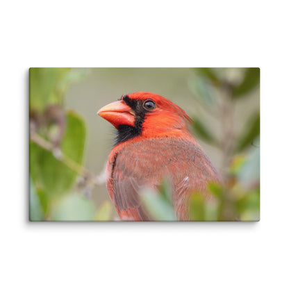 Northern Cardinal Wildlife Photography Print by LOMWILD - LOMWILD