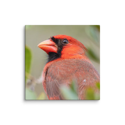 Northern Cardinal Wildlife Photography Print by LOMWILD - LOMWILD