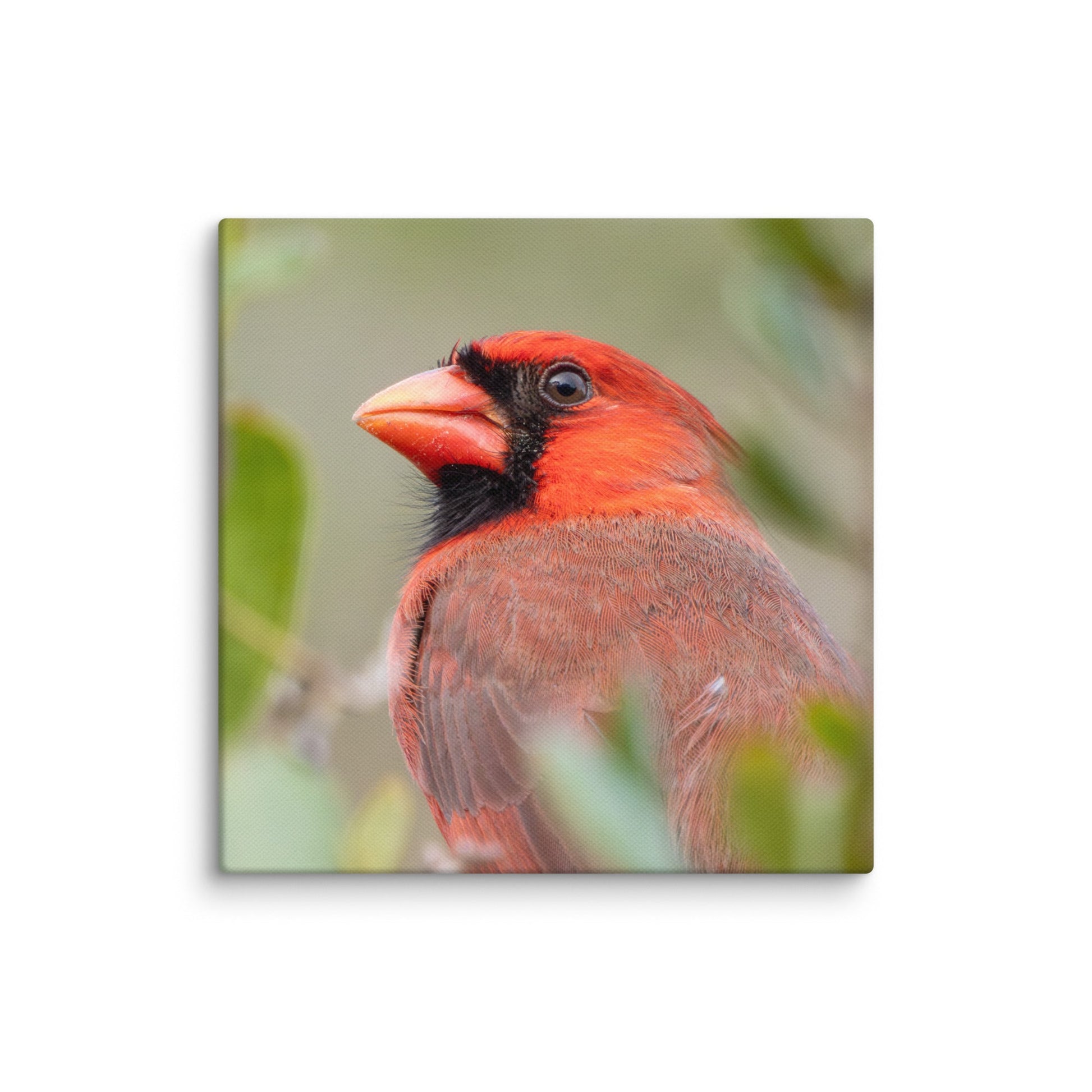 Northern Cardinal Wildlife Photography Print by LOMWILD - LOMWILD