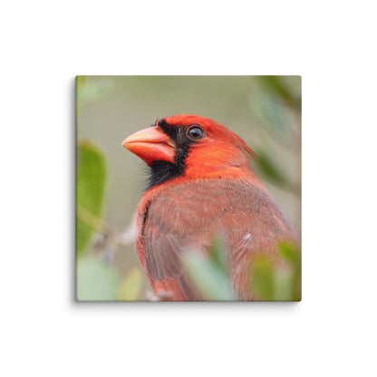 Northern Cardinal Wildlife Photography Print by LOMWILD - LOMWILD