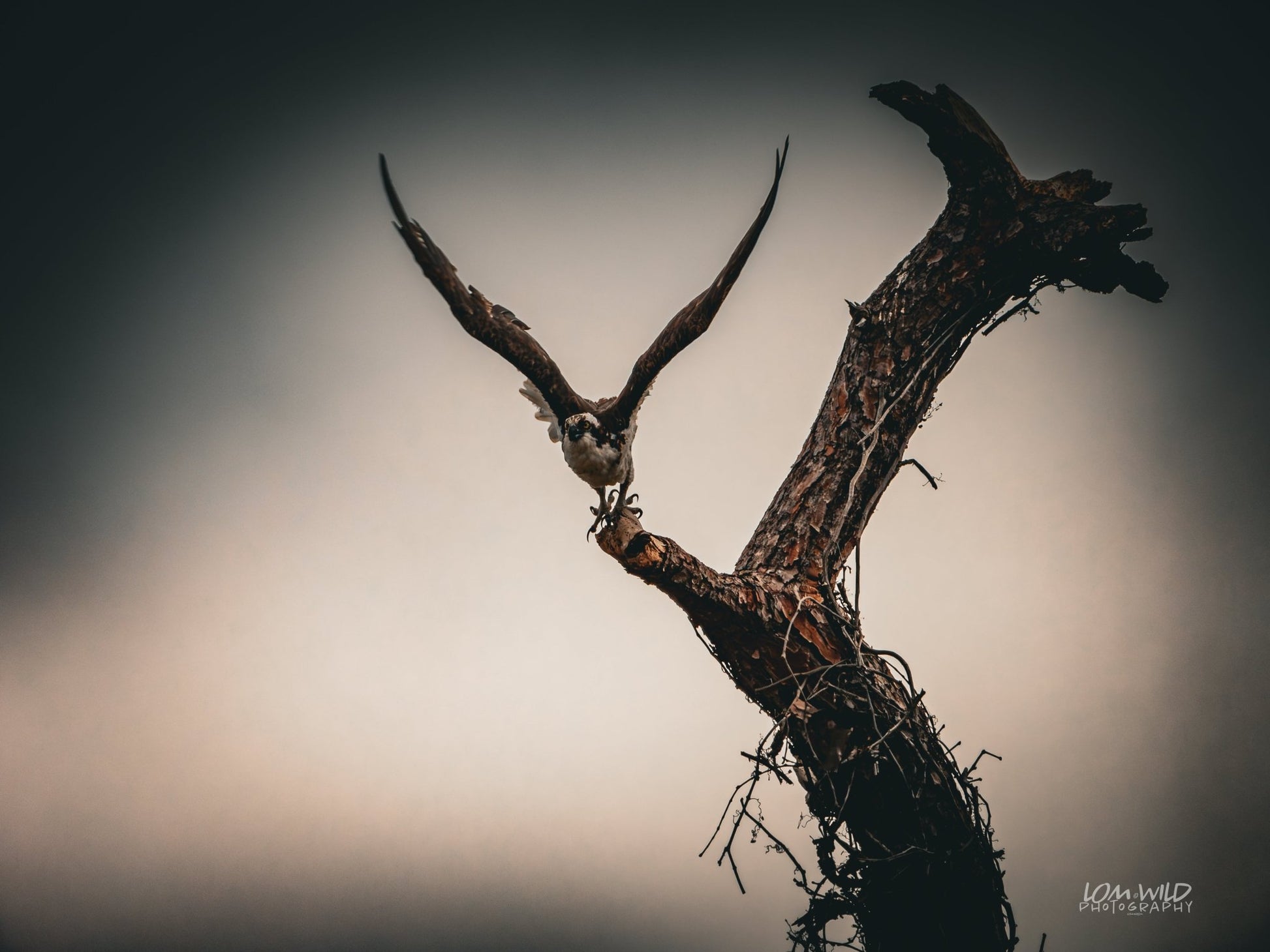 "Osprey in Flight – Wildlife Digital Art Print" - LOMWILD