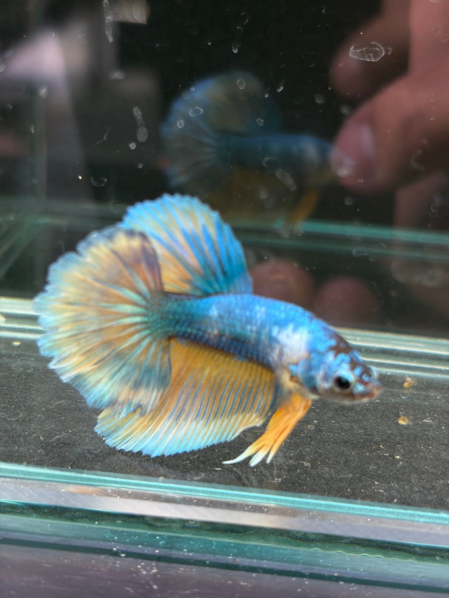 Pastel Male Juvenile Halfmoon Betta - LOMWILD