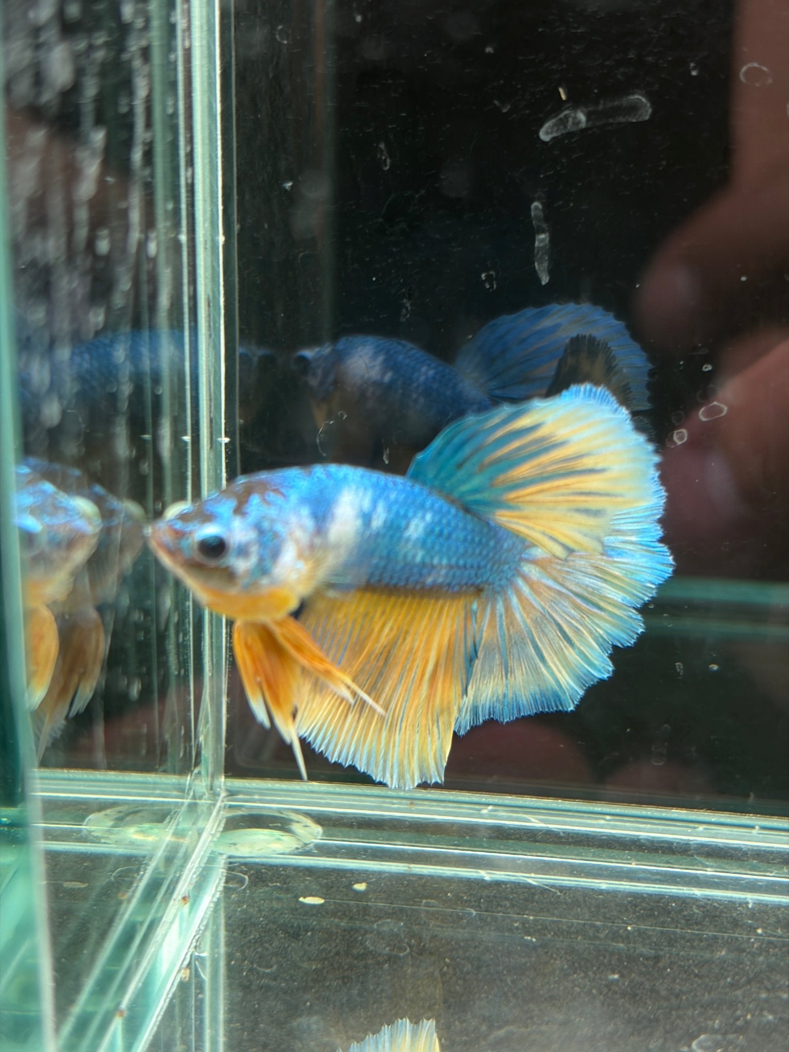 Pastel Male Juvenile Halfmoon Betta - LOMWILD