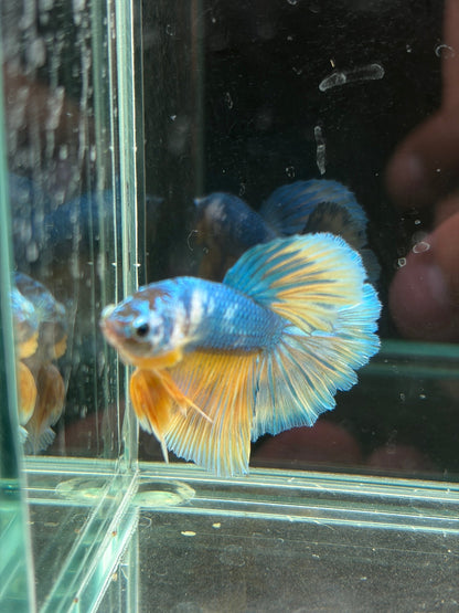 Pastel Male Juvenile Halfmoon Betta - LOMWILD