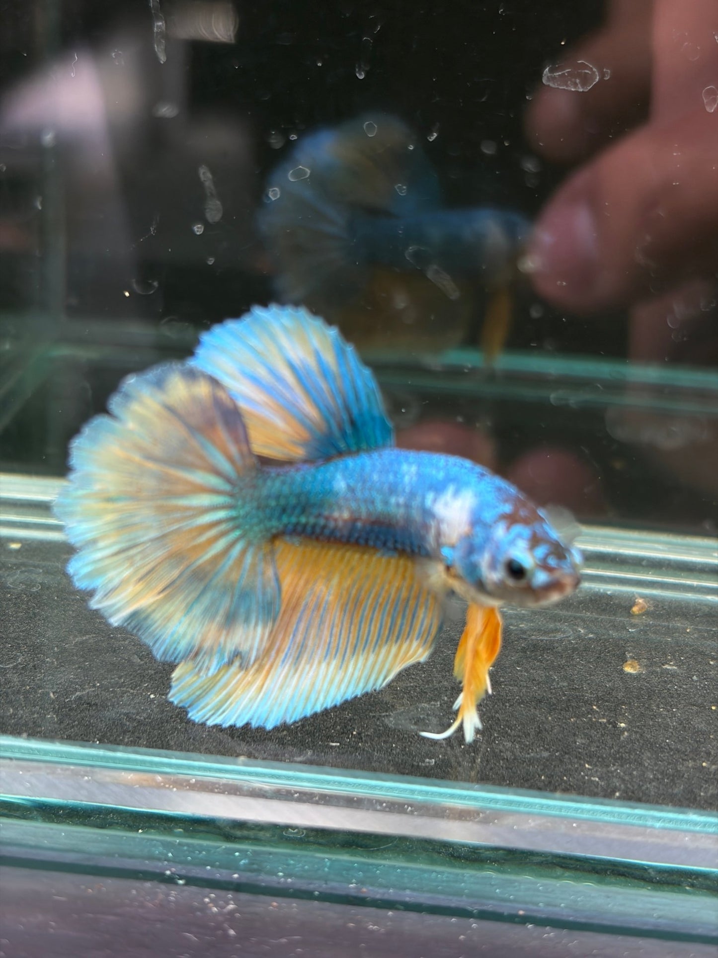 Pastel Male Juvenile Halfmoon Betta - LOMWILD