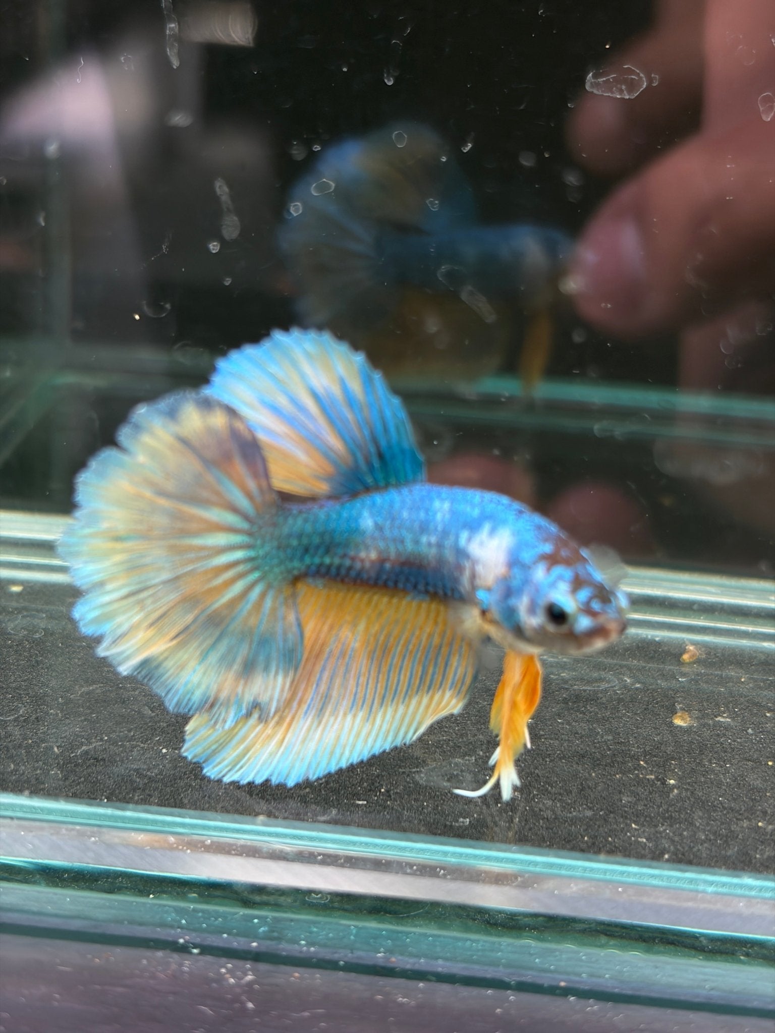 Pastel Male Juvenile Halfmoon Betta - LOMWILD