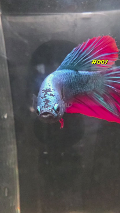 Spidey Boys Male Halfmoon #007